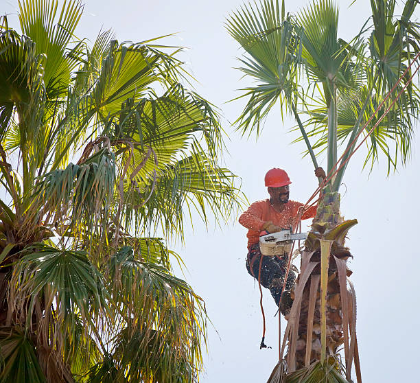 Best Tree Care Services  in Lisbon, ME